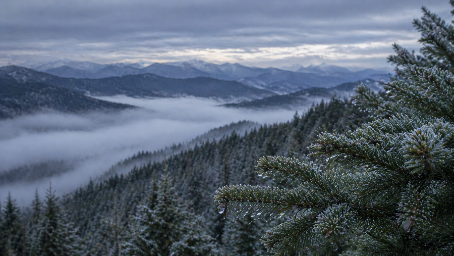 Smoky Mountains: Above the Fog Line